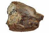 Tyrannosaur Tooth Fragment - Judith River Formation #276507-1